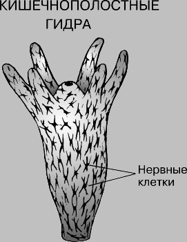 Магазин кракен даркнететамбов